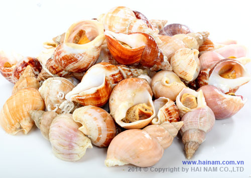 Whelk meat<br />Latin name: Chlamys opercularis