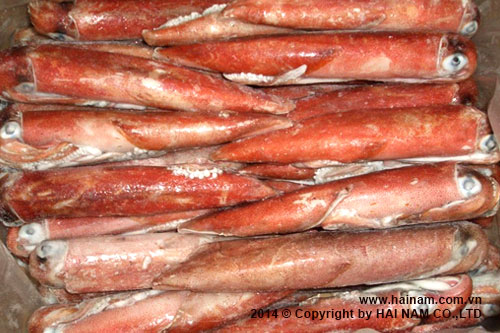 Whole round squid, red color<br />Latin name: Loligo chinensis<br />Size: 10-15cm, 15-20, 20-25cm, 25-30cm, 30 cm up 