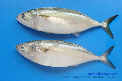 Steamed  Indian mackerel<br />Latin name: Rastrelliger kanagurta<br />Size: U 10, 10-12 pcs/kg